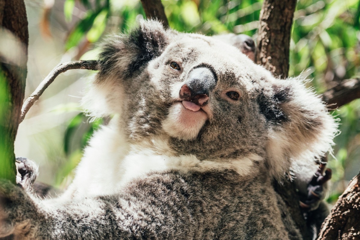 AIDA Pressemeldung: Buchungsstart für Reisen im Winter 2026/2027 mit AIDAstella in Asien und Australien