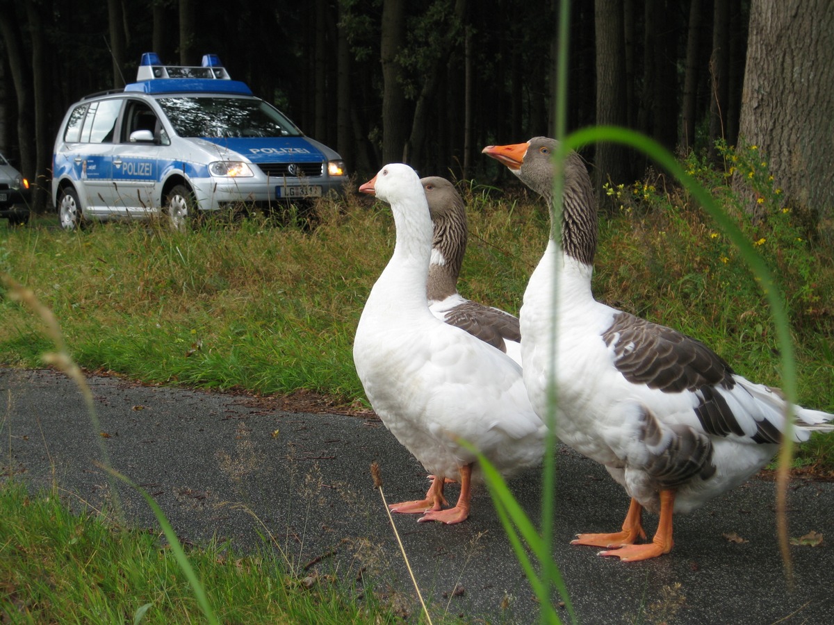 POL-WL: Helmstorf - Gänse behindern Verkehr