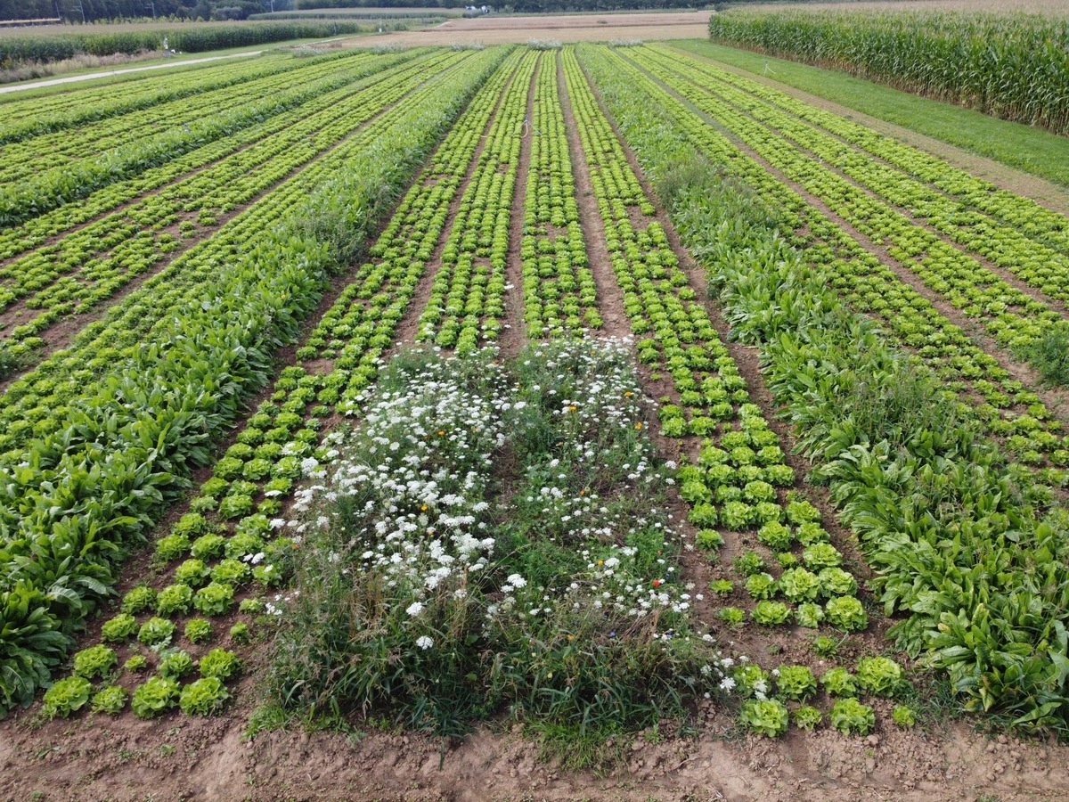 Detox auf dem Acker: Mit weniger Pestiziden Ernährung sichern