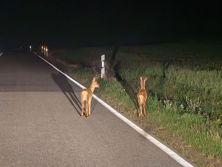 POL-WL: Achtung Wildwechsel!