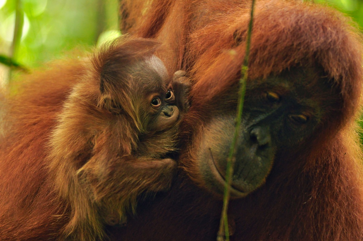 Orang-Utans: Waldmenschen im Babyglück