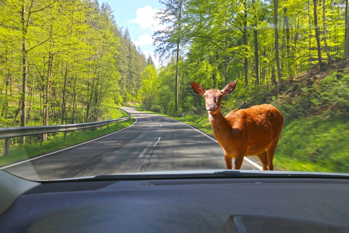 Tiere kennen keine Sommerzeit  - ADAC rät zu angepasster Fahrweise