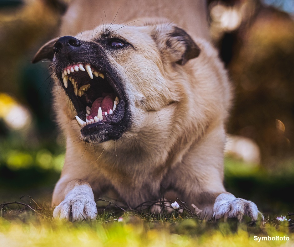 LKA-RP: Gefährliche Hundebisse: Polizei appelliert an Hundehalter und Passanten