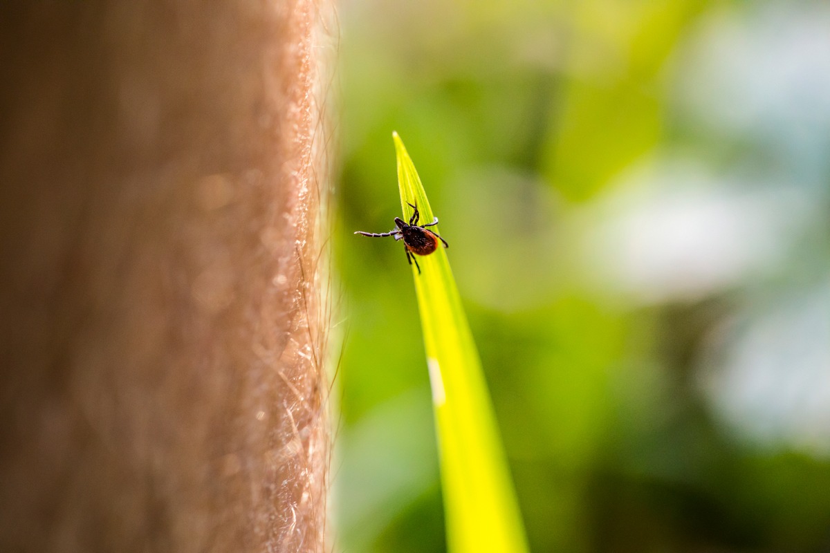 Private Müllsammelaktionen in der Natur: Anti-Zecken-Schutz nicht vergessen!