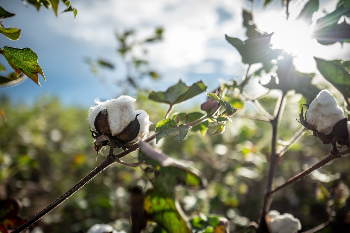 PI | Cotton made in Africa unterstützt WTO und FIFA bei Baumwollförderung durch Fußball in Afrika