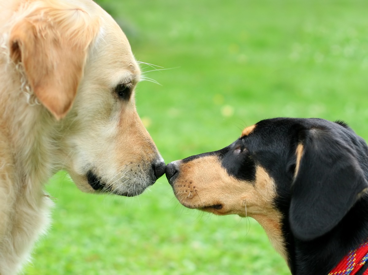 Atemwegsinfektionen beim Hund: Bellender Husten ist ein Alarmzeichen