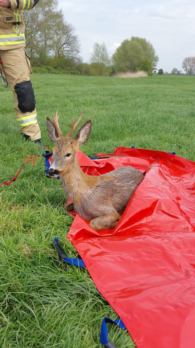 FW-KLE: Rehbock aus dem Spoykanal gerettet