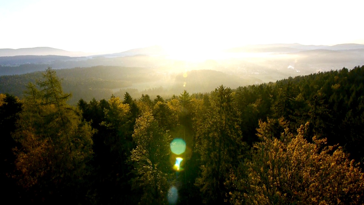 Waldmedizin: &quot;planet e.&quot; im ZDF über die Kraft der Bäume (FOTO)