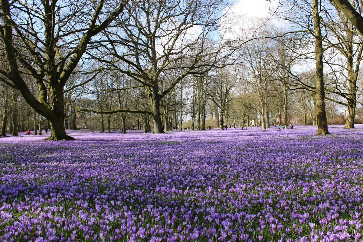 Husumer Krokusblüte: Lila Frühlingsmeer an Schleswig-Holsteins Nordseeküste