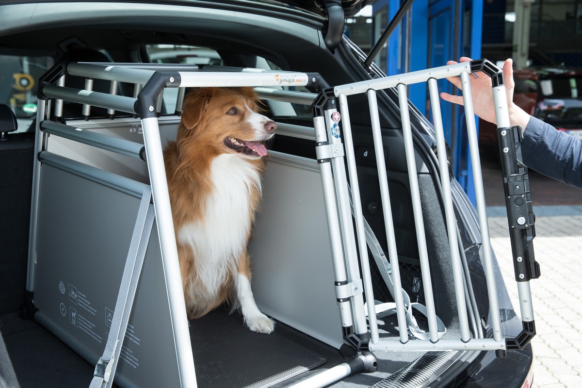 Sicurezza sulla strada / Cani in auto, ma al loro posto (IMMAGINE)