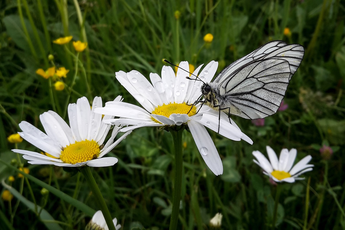 Wandern im Tal der Schmetterlinge - BILD