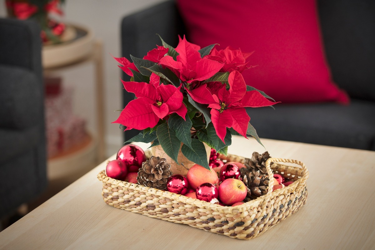 Aufs Tablett gebracht: Dekorative Geschenkideen mit dem Weihnachtsstern