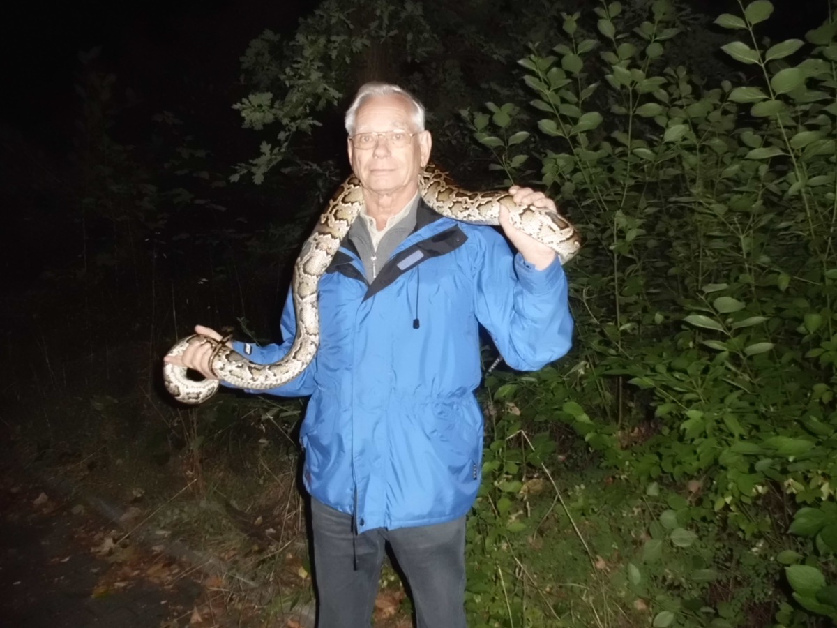 POL-HI: 2 Meter lange Tigerphyton ausgesetzt