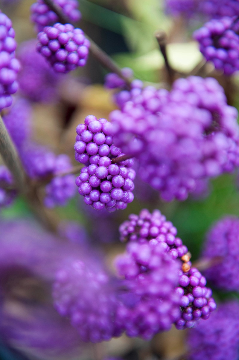 Zierbeerensträucher bringen Farbe in den winterlichen Garten