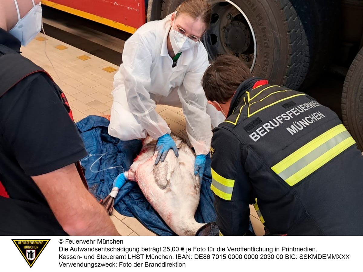 FW-M: Feuerwache wird kurzerhand zur Tierklinik (Olympiapark/ Schwanthalerhöhe)