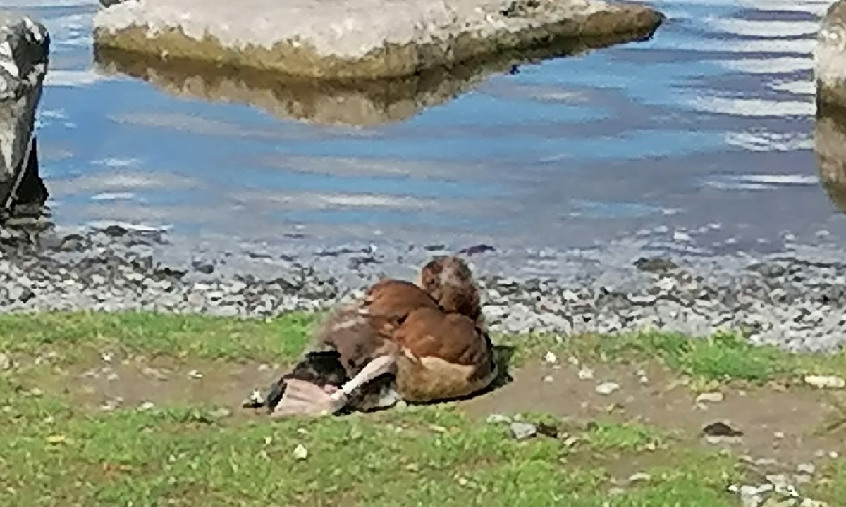 POL-DO: Unbekannte binden am Phoenixsee die Beine einer Nilgans zusammen - Polizei sucht Zeugen nach Tierquälerei