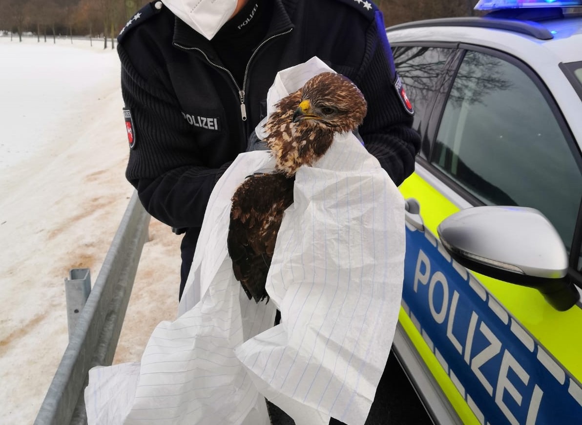 POL-GS: Bussard bei Unfall leicht verletzt