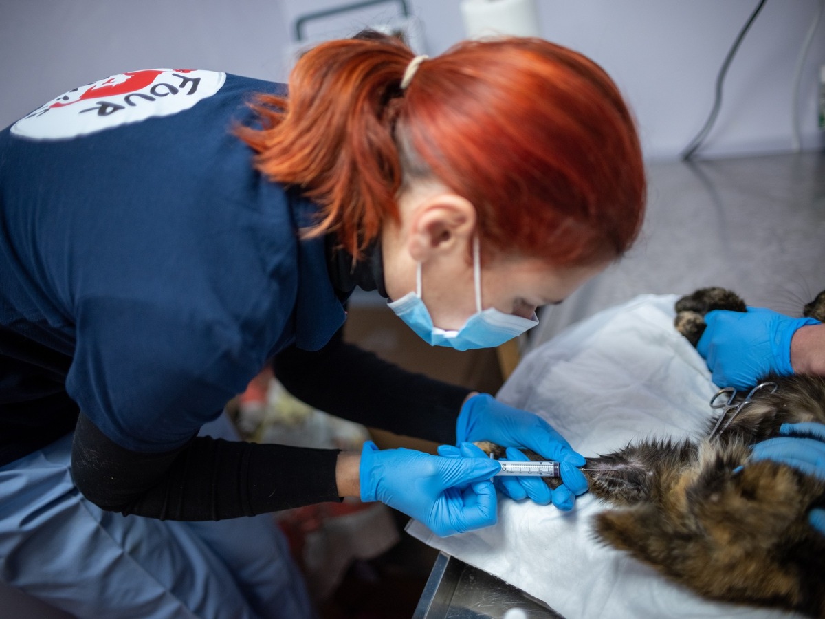 En Ukraine, les efforts pour la protection des animaux s’intensifient