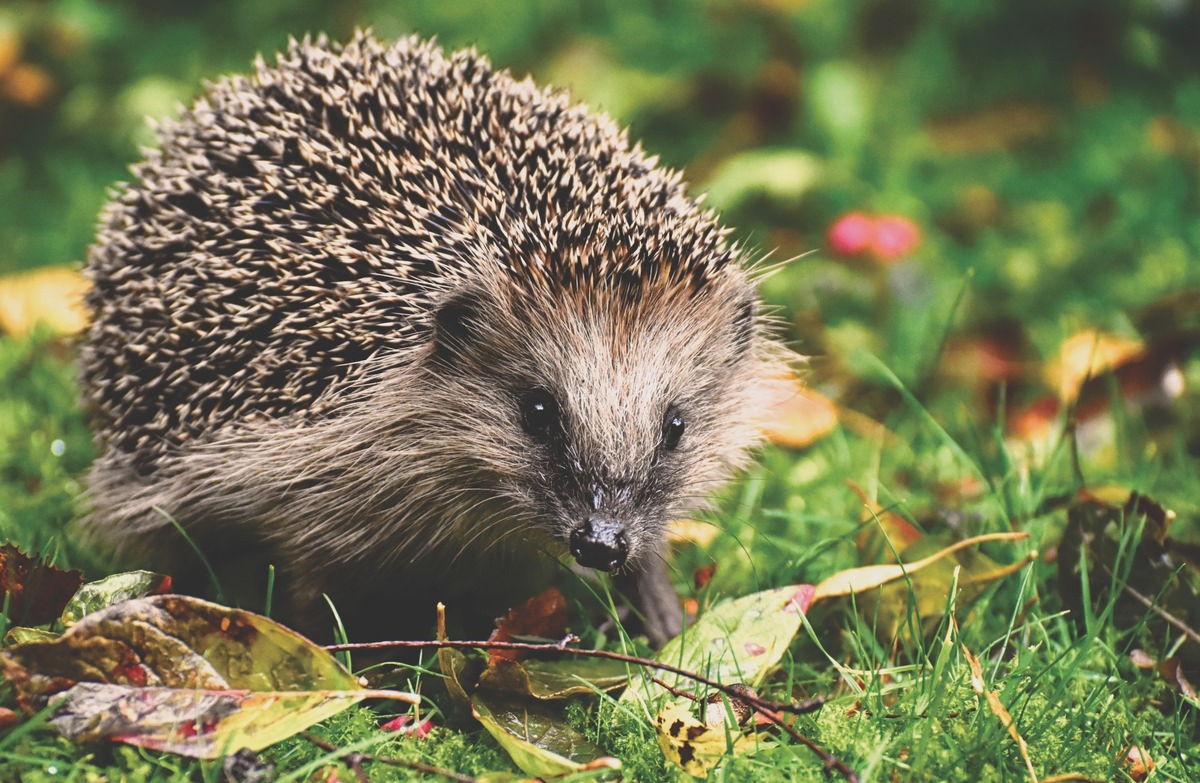 ++ Ökotipp | Herbstzeit im Garten: Jetzt klimafeste Farbenpracht fürs nächste Frühjahr pflanzen ++