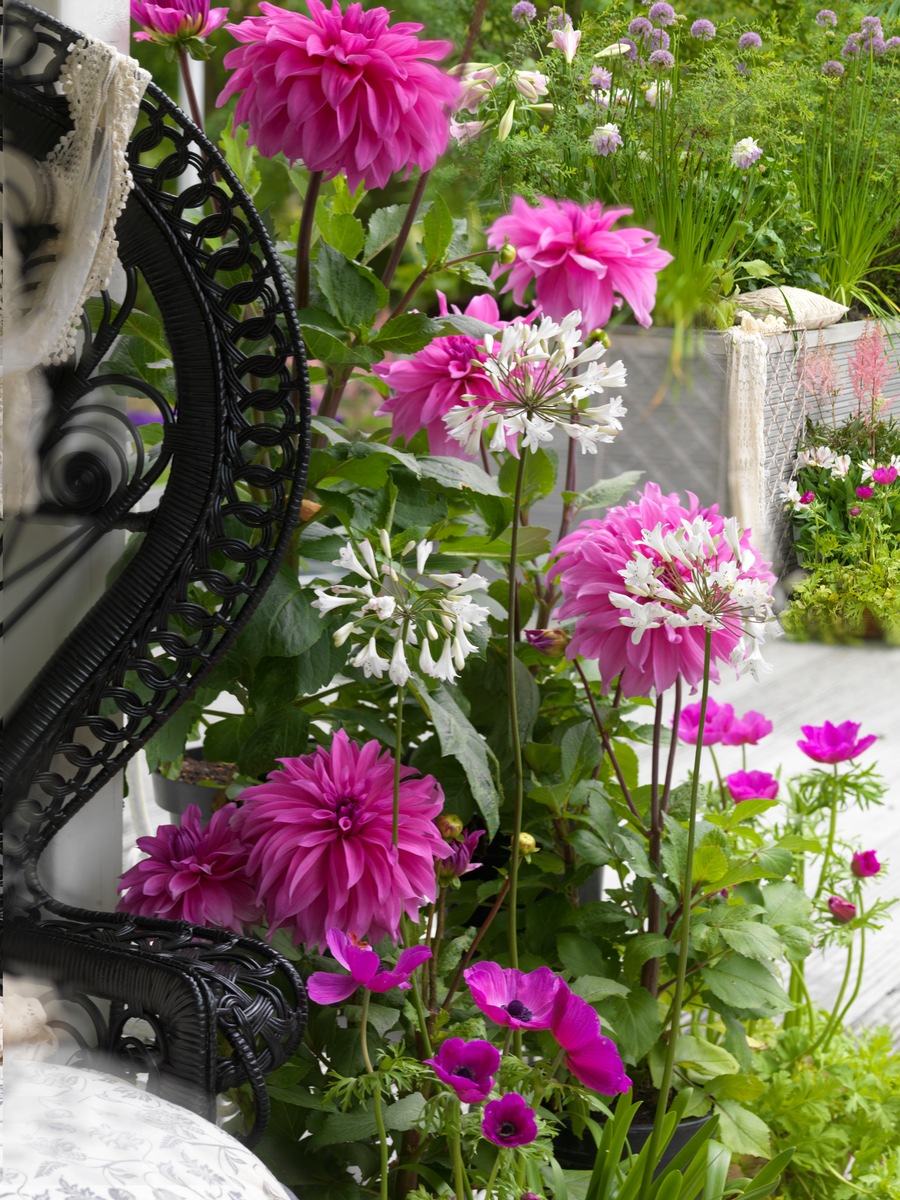 Vintage-Chick auf Balkon und Terrasse mit Begonie und Dahlie (BILD)