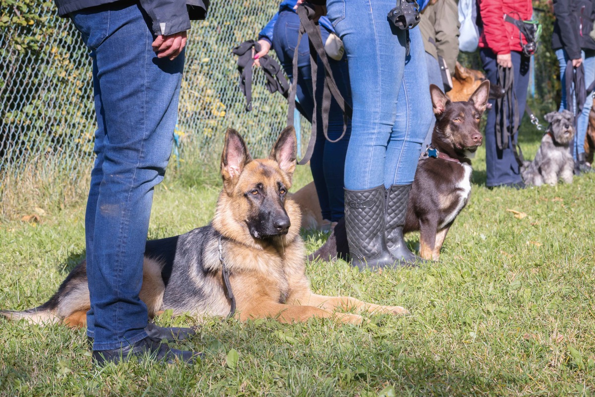 Zürich ohne Hundekurse? Nein, auch den Tieren zuliebe!