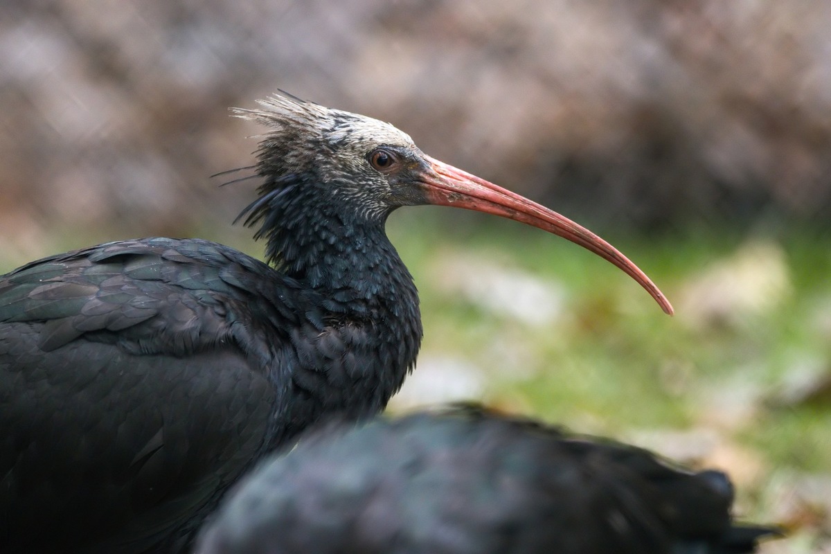 Waldrapps im Wildparadies Tripsdrill – mit gefiederten Glatzköpfen in die Wintersaison