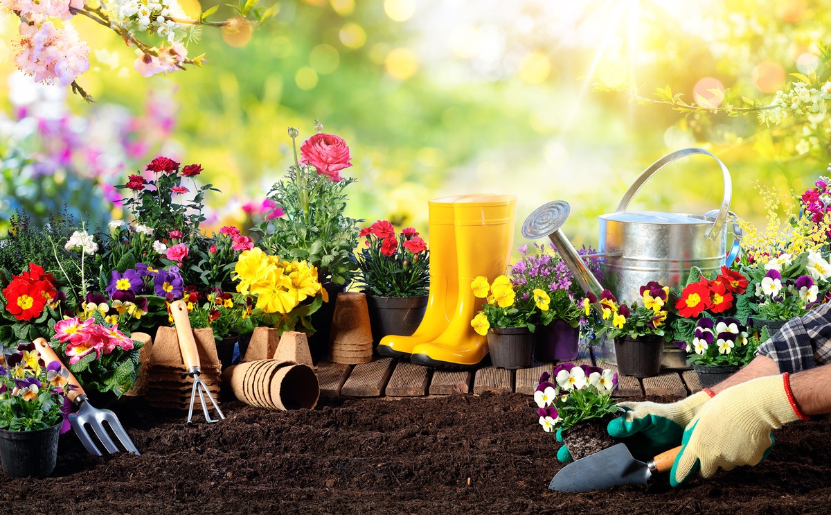 Der Garten im Sommer: Diese Pflegemaßnahmen stehen jetzt im Hausgarten an