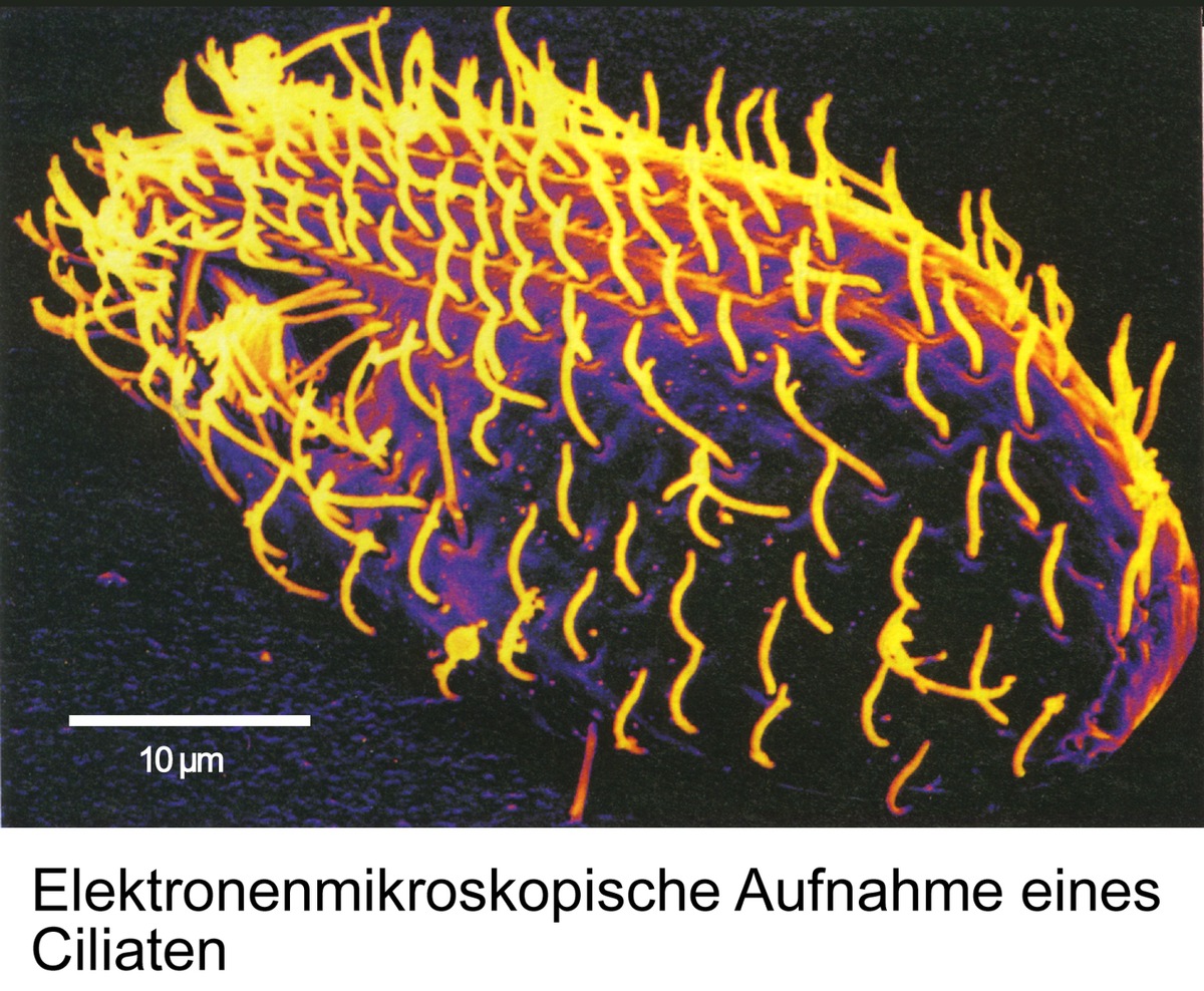 Können Pantoffeltierchen Krebs heilen?