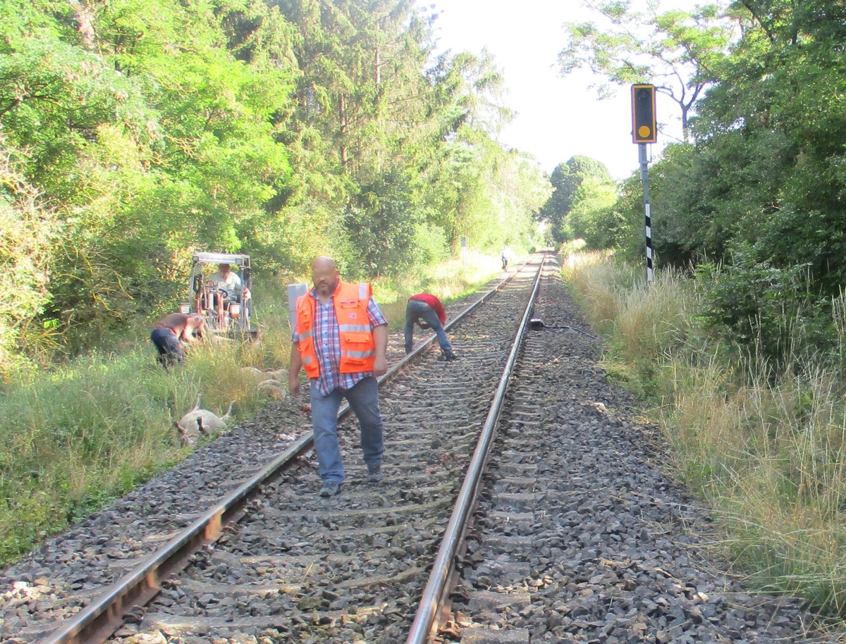 BPOL-KS: Zug erfasst Schafherde - 21 Tiere getötet