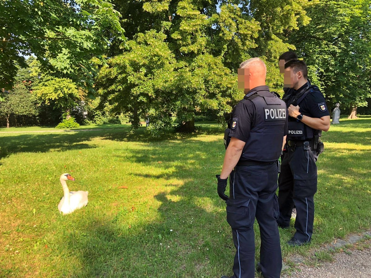 POL-SN: Schwan Helga legte Verkehr lahm