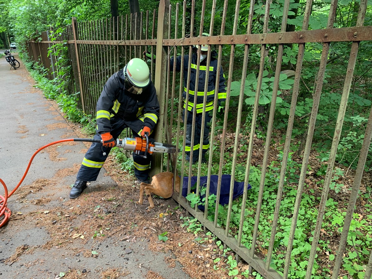 FW-GLA: Tierrettung mit hydraulischem Gerät