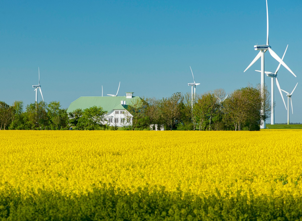 Rapsblüte 2024 / Rapsanbau schafft Versorgungssicherheit