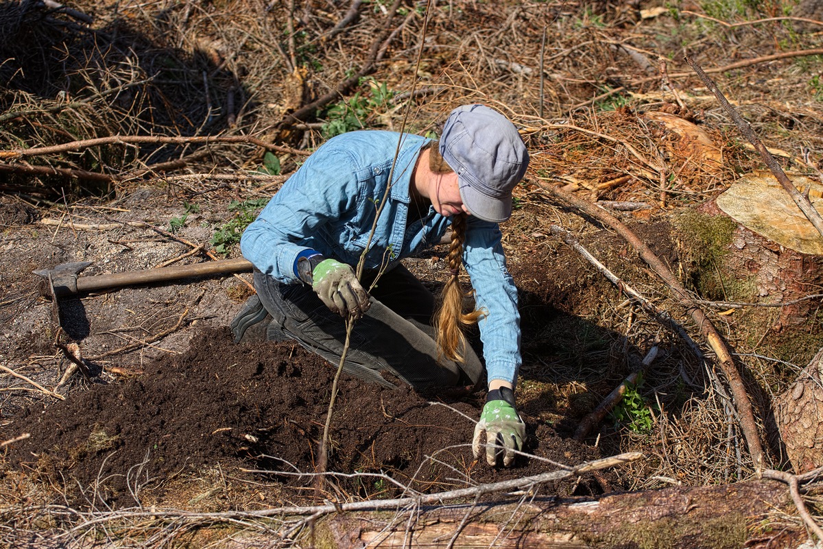 Zahlreiche Ehrenamtliche pflanzen mit dem Bergwaldprojekt e.V. in Braunlage über 19.500 Bäume zur Förderung einer naturnahen Waldentwicklung