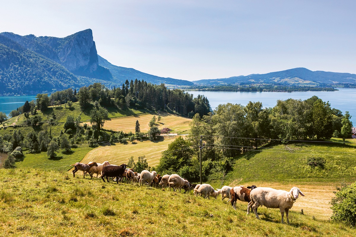 Bio-Erlebnistage im Naturpark Bauernland / Irrsee Mondsee Attersee