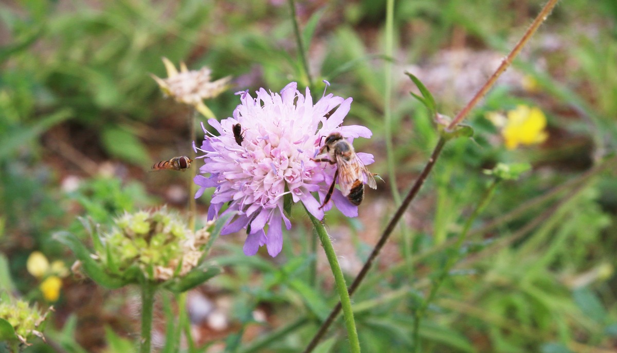 Kein böser Kampf: Wie sich Honig- und Wildbienen ergänzen