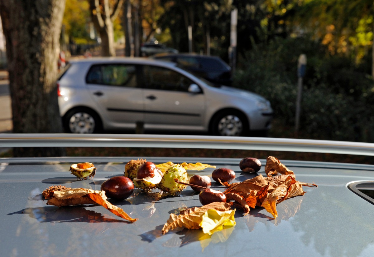 Tipps für den Alltag/Urteil / Parken auf eigene Gefahr  / Herabfallende Eicheln oder Kastanien gehören zum allgemeinen Lebensrisiko (mit Bild)