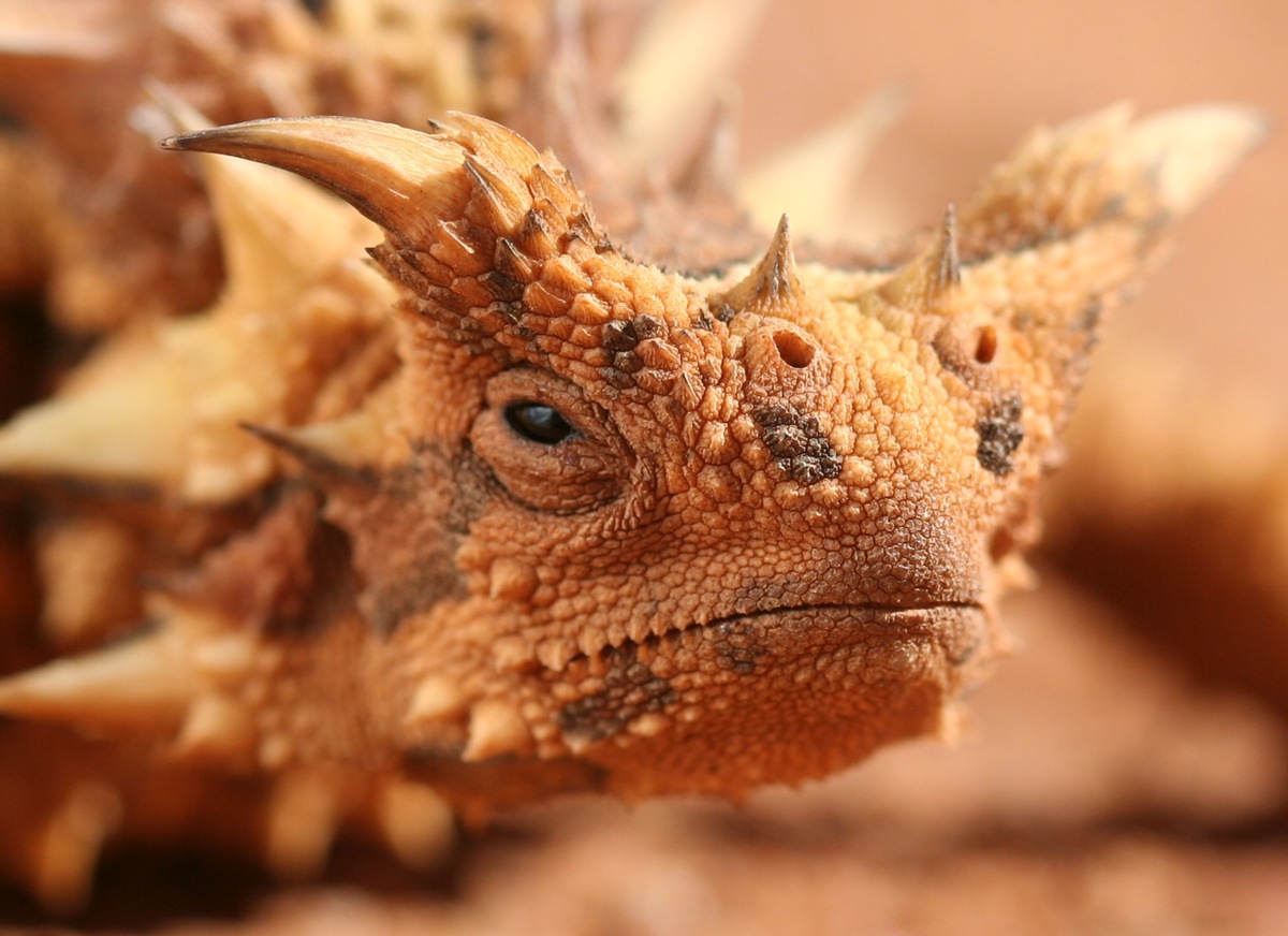 Der Monat der außergewöhnlichen Tiere: NatGeo Wild präsentiert den &quot;Freaky September&quot;