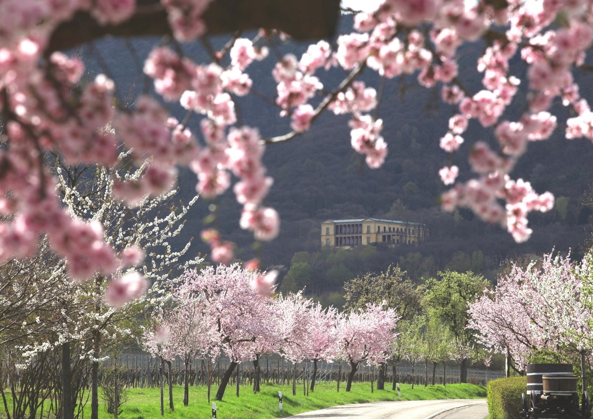 Mandelblüte an der Deutschen Weinstraße - das rosa Lächeln der Natur