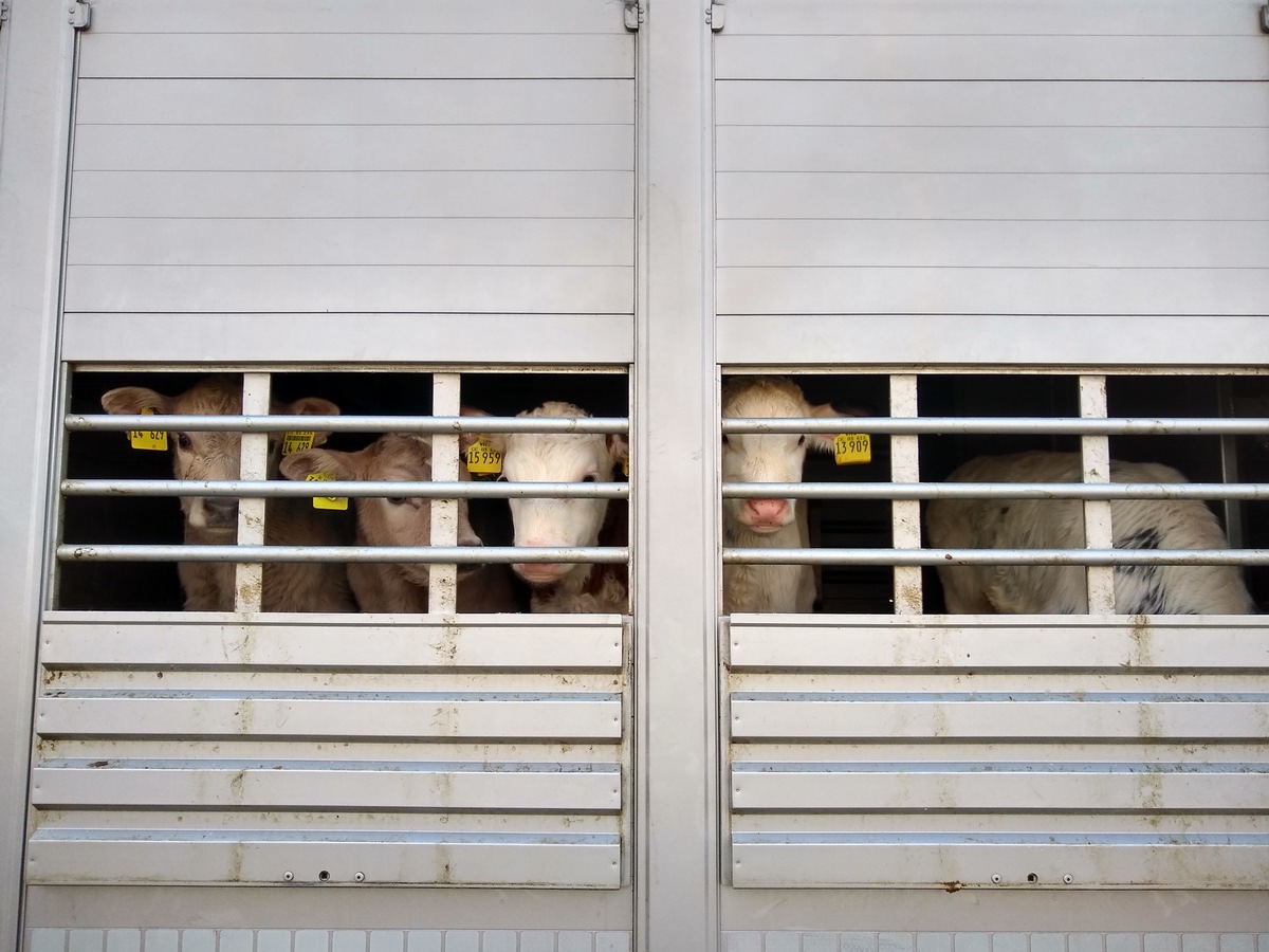 POL-LG: ++ Polizei und Veterinäramt Uelzen kontrollieren ++ Tiertransporte im Visier ++ verkehrs- und tierschutzrechtliche Verstöße geahndet ++