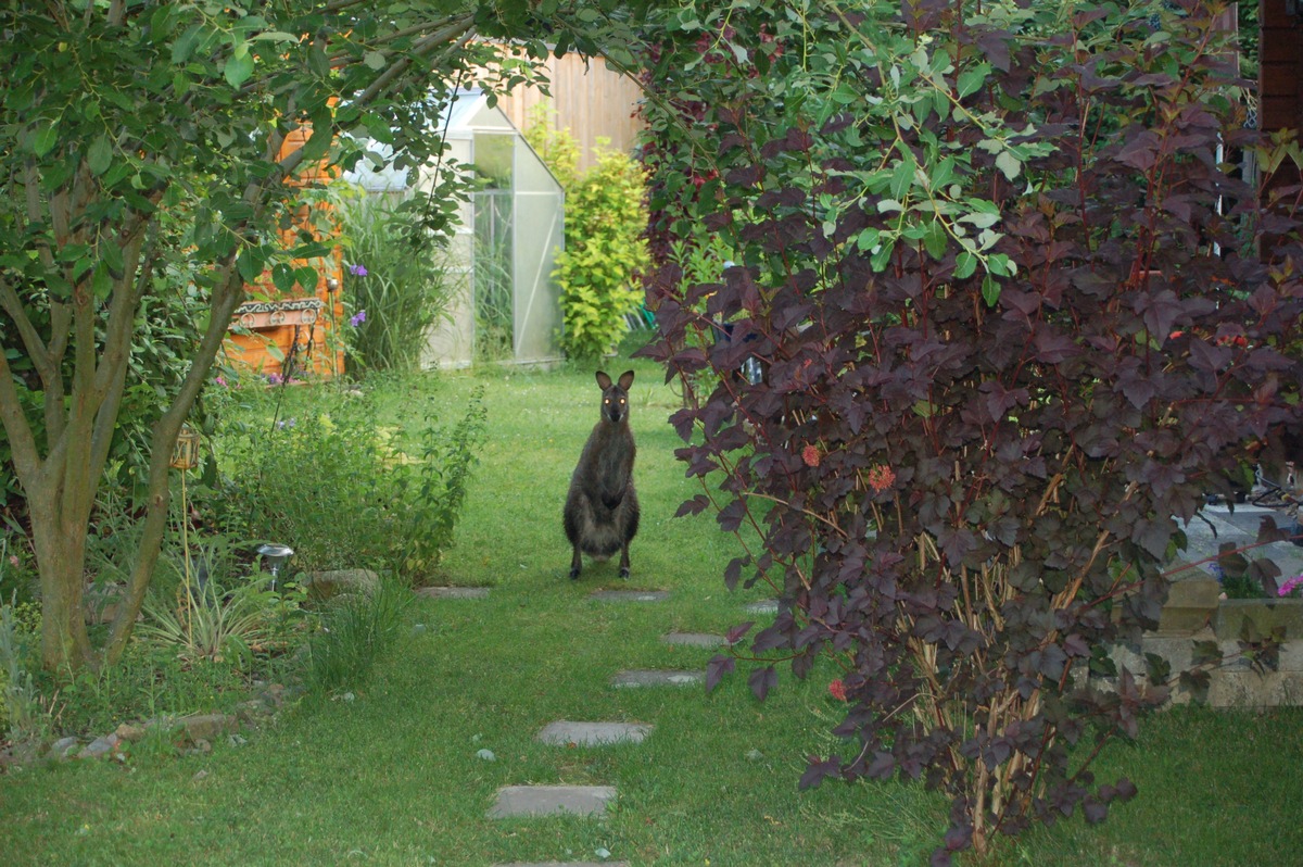 POL-STH: Känguru &quot;Bernhard&quot; in die Freiheit geflüchtet