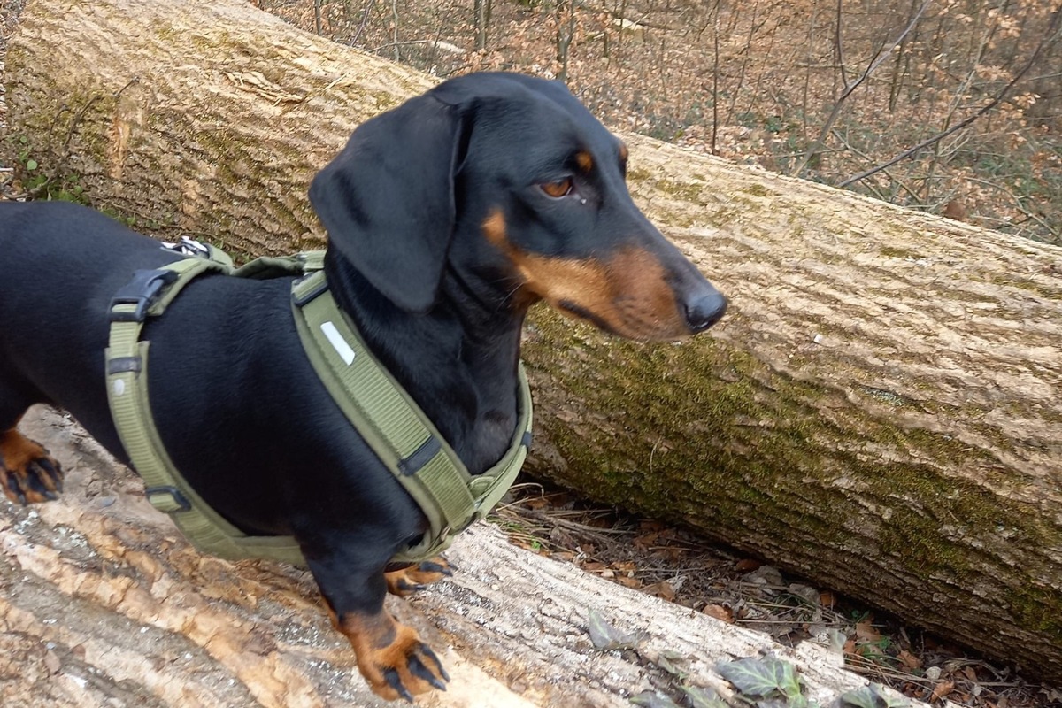 QUATRE PATTES rappelle qu&#039;au printemps, les chiens doivent être tenus en laisse en forêt