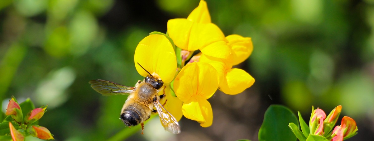 Gemeinsam für mehr Biodiversität