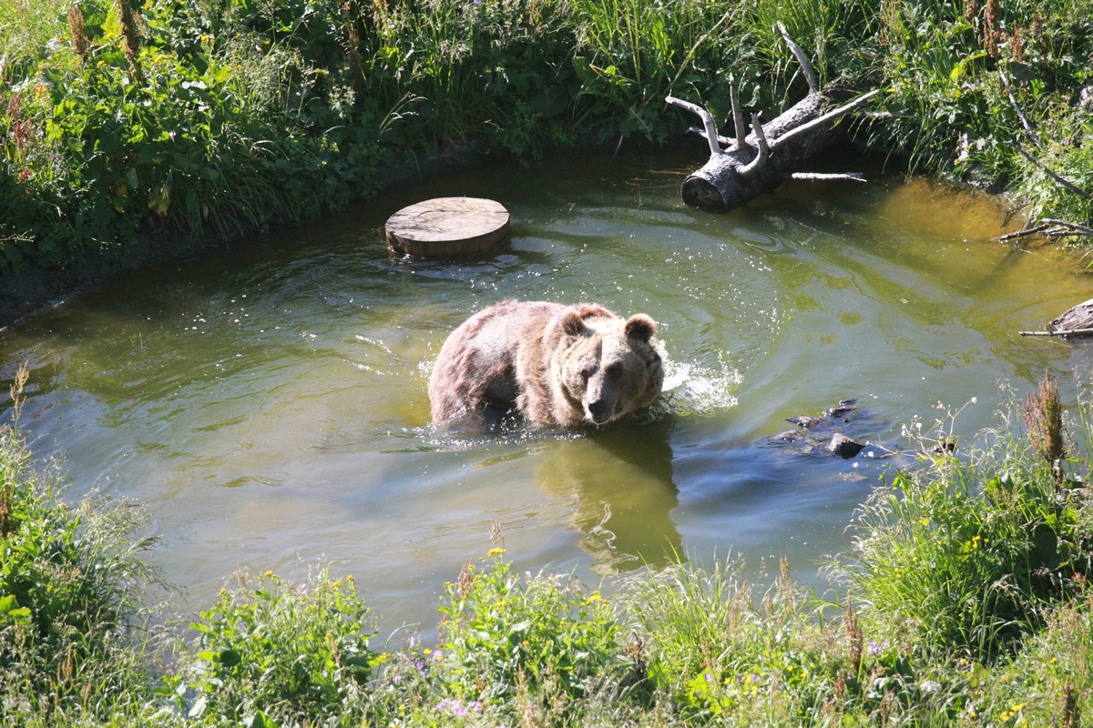 Bär Sam geniesst sein erstes Bad im Arosa Bärenland