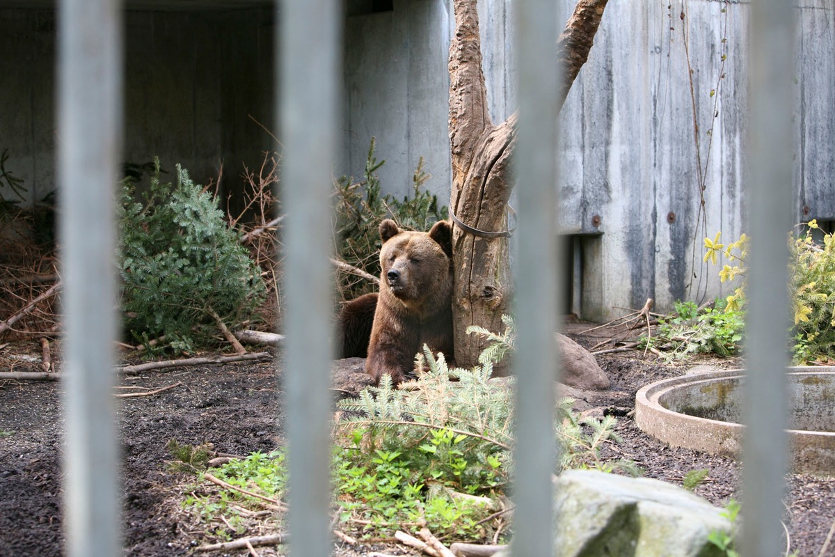 VIER PFOTEN: Bär Mario aus engem Käfig befreit