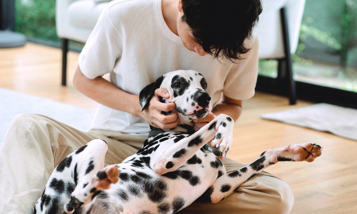 Auf den Hund gekommen - Haustier-Boom in Corona-Zeiten