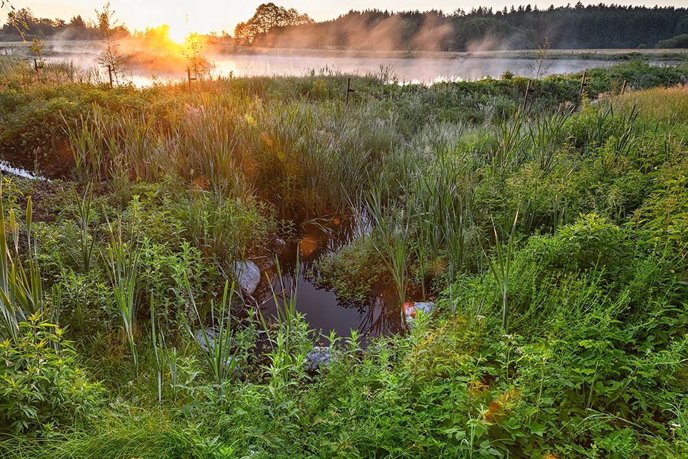 Landkreis Sigmaringen: Preisgekrönter Weiher zieht sensationell viele seltene Libellen an