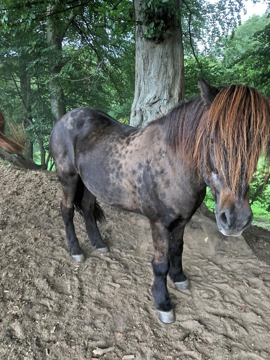 POL-ME: Island-Pony von Weide entwendet - die Polizei ermittelt - Haan - 2008087