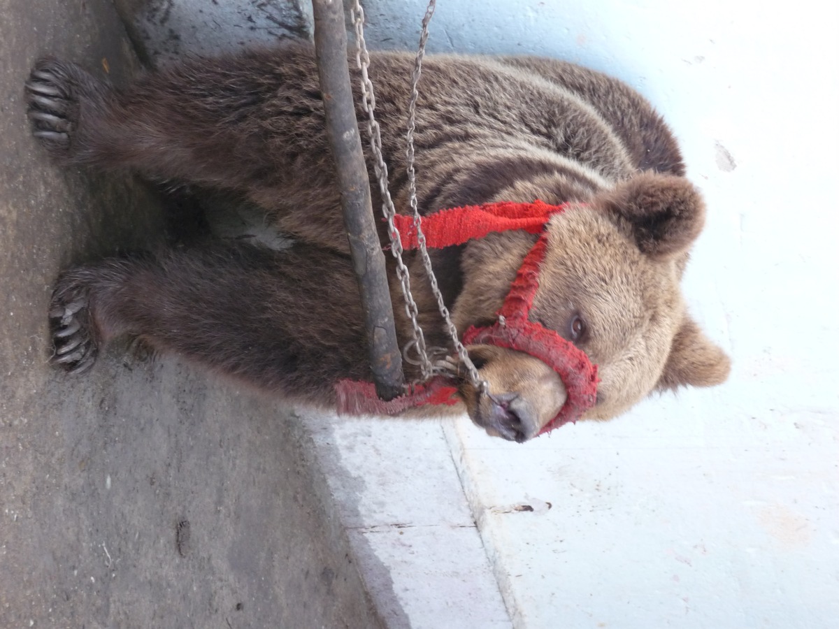 Ende der Tanzbärenhaltung in Serbien: VIER PFOTEN überführt drei Bären in den TANZBÄRENPARK Belitsa/Bulgarien