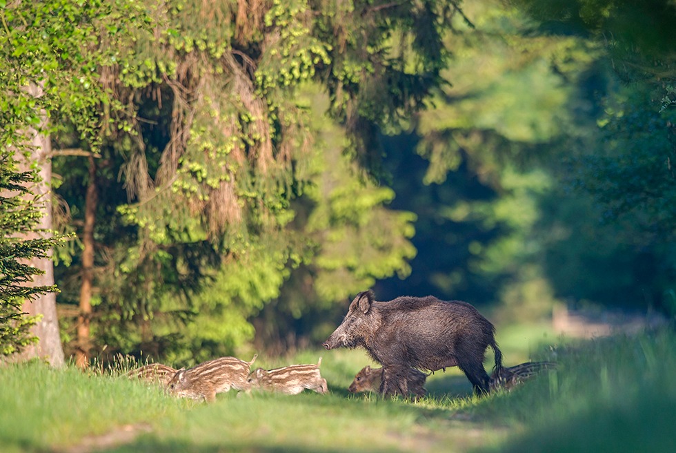 Die waidgerechte Bejagung der Wildsau ...