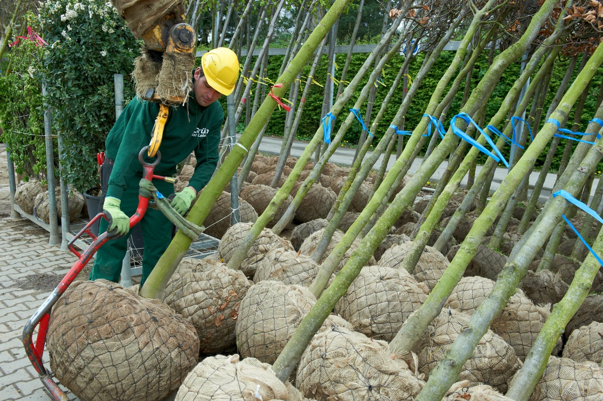 Zwischenbilanz der Baumschulwirtschaft zur Coronakrise: Versorgung der Bevölkerung mit Gehölzen auch weiterhin sichergestellt; Obstgehölze sind besonders nachgefragt